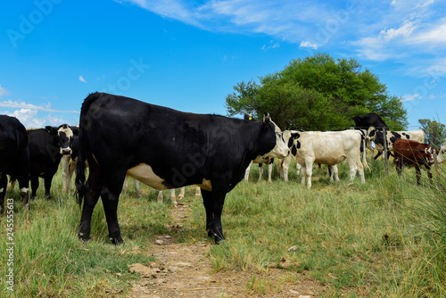 Steers fed on pasture, La Pampa, Argentina © foto4440