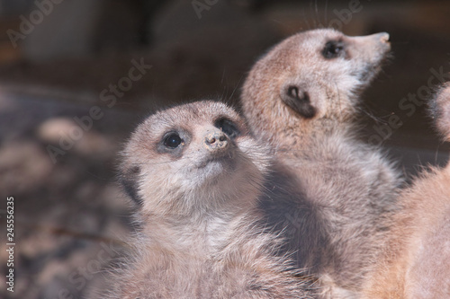 Wallpaper Mural ミーアキャット Torontodigital.ca