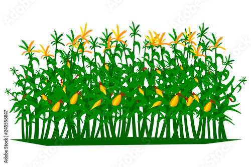 Field of corn on a white background isolated. Vector illustration