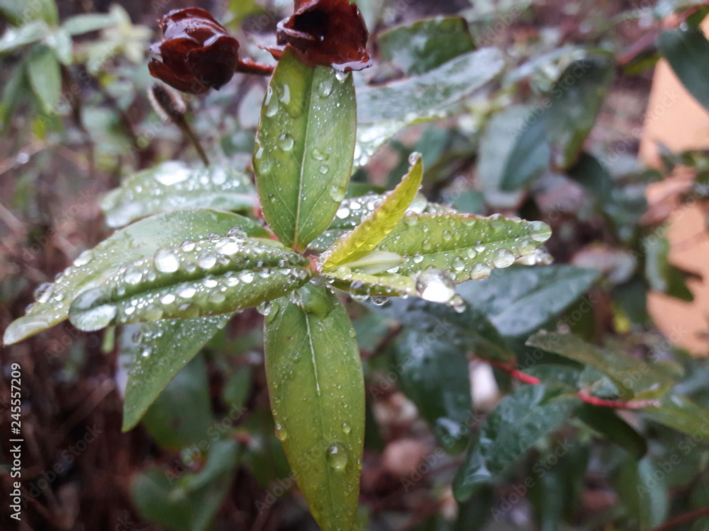 Wet Leafs Of A Plant Wet Leafs Of A Plant