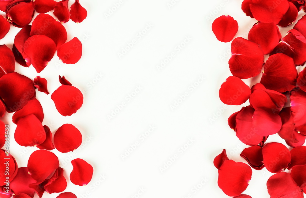Flowers background. Red roses petals frame border on white background. Top view. Copy space 