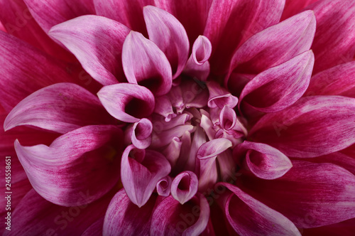 Rose Dahlia flower close-up