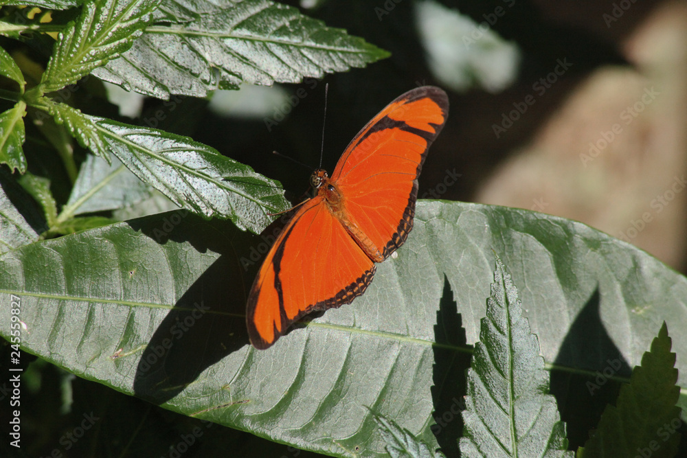 Orange Julia Butterfly on green leaf Orange Julia Butterfly on green leaf