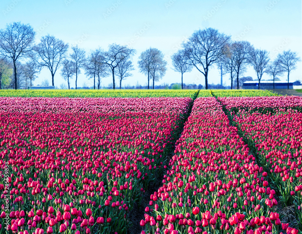 fabulous mystical stunning magical spring landscape with a tulip field on the background of a row of trees in Holland. Charming places. fabulous mystical stunning magical spring landscape with a tulip field on the background of a row of trees in Holland. Charming places.