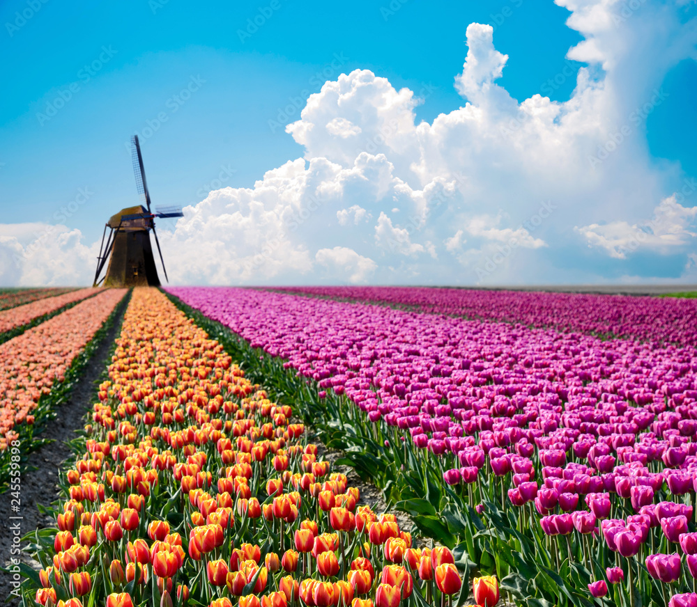 Beautiful magical spring landscape with a tulip field and windmills in the background of a cloudy sky in Holland. Charming places.