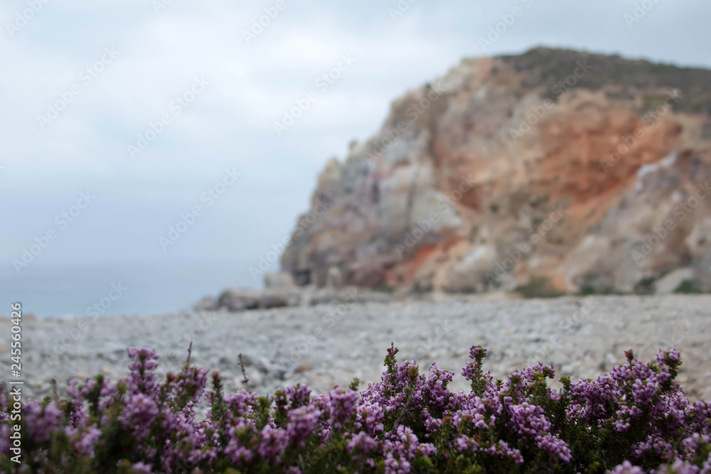 Purple medicinal flowers on the background of the mountain Purple medicinal flowers on the background of the mountain