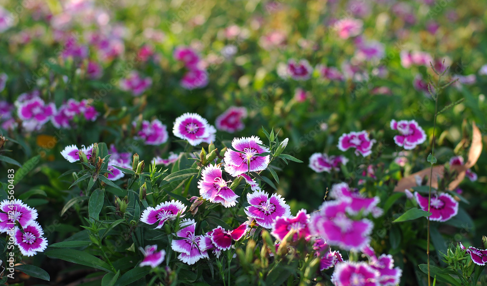 Close up view of petunia flower