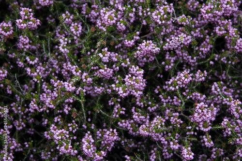 purple medicinal flowers background