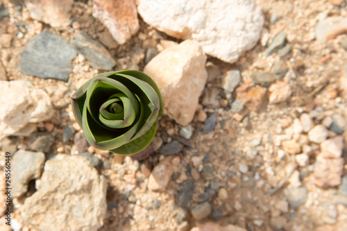 stone rose grows out of the ground photo