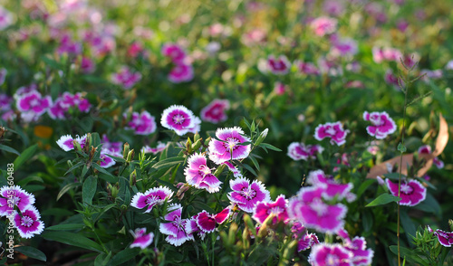 Close up view of petunia flower