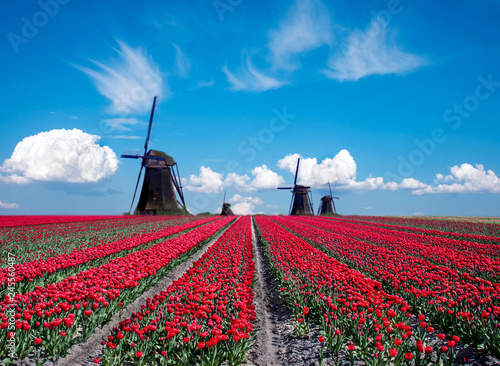 Beautiful magical spring landscape with a tulip field and windmills in the background of a cloudy sky in Holland. Charming places.