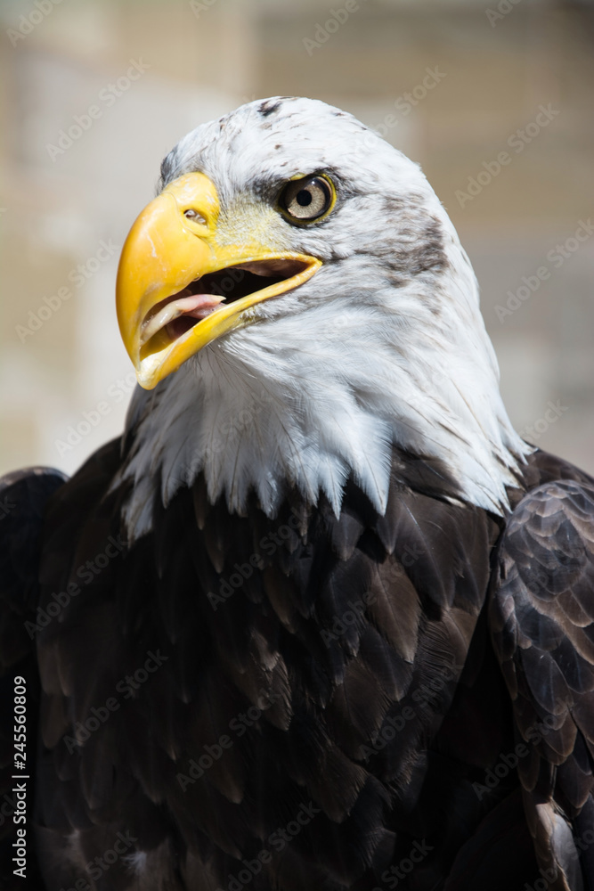 Weißkopfseeadler Weißkopfseeadler