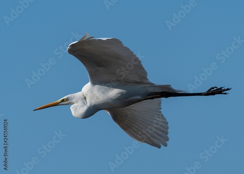 Airone bianco