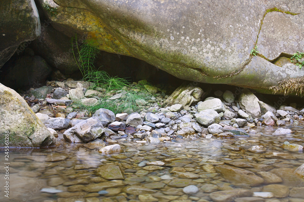 Fototapeta premium Lonely green horsetail under a rock on the bank of a stream