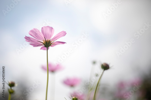 Under pink cosmo flower and blue sky background