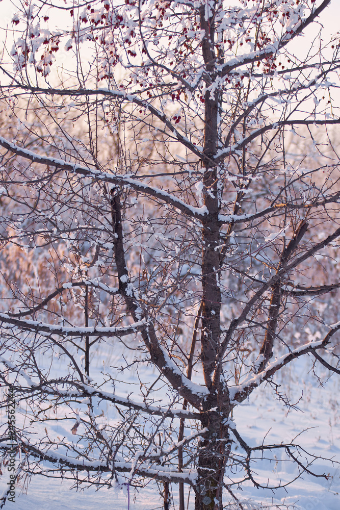 Snow-covered clusters of wild apples on the branches of an apple tree. Winter nature. Snow-covered clusters of wild apples on the branches of an apple tree. Winter nature.