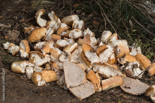 Waste of bread in nature . 