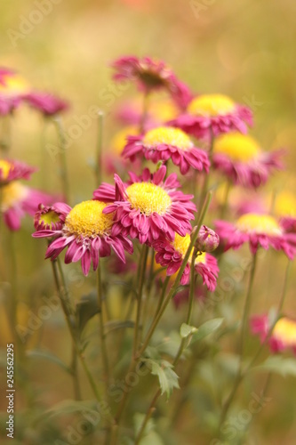 field of flowers