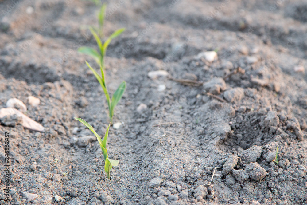 Young green corn growing on the field Young green corn growing on the field