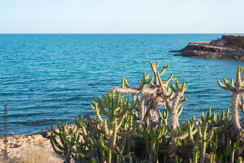 cactus on the seashore in Spain coast
