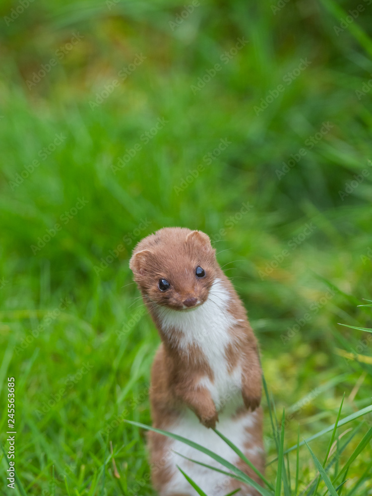 Weasel or Least weasel (mustela nivalis) Weasel or Least weasel (mustela nivalis)