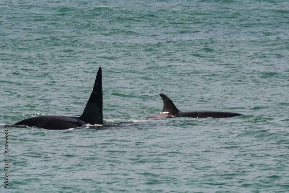 Fototapeta premium Orca attacking sea lions, Patagonia Argentina