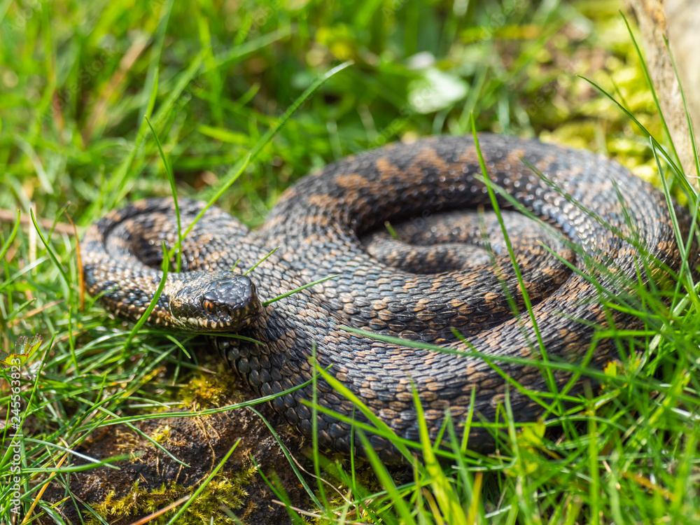 Fototapeta premium Vipera berus, the common European adder or common European viper,