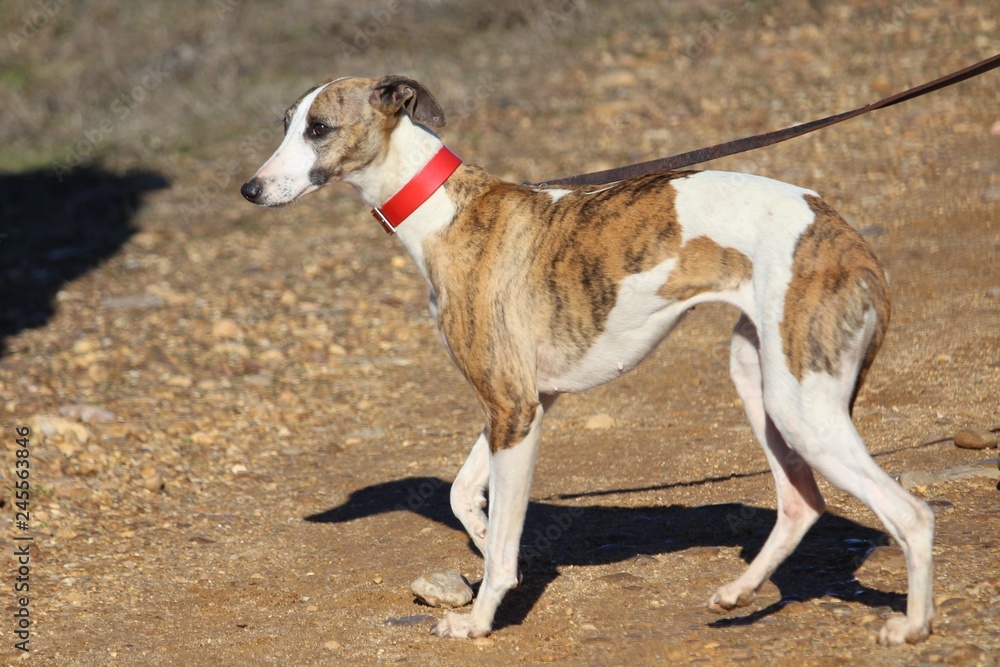 Typical Spanish dog ready to run behind the Hares Typical Spanish dog ready to run behind the Hares