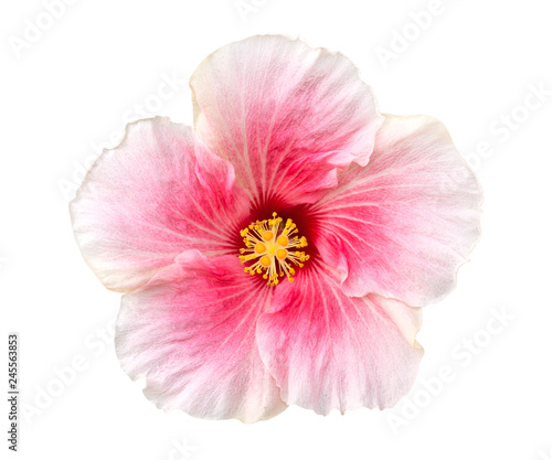 Pink color hibiscus flower top view isolated on white background, clipping path included