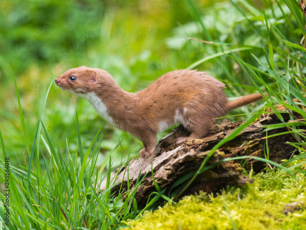 Weasel or Least weasel (mustela nivalis) Weasel or Least weasel (mustela nivalis)
