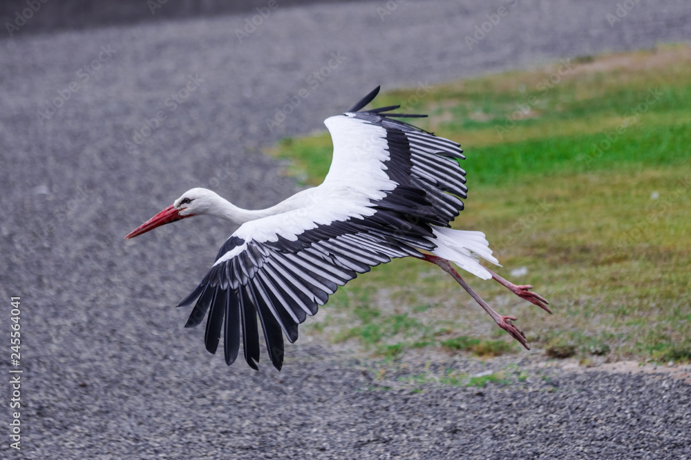 Naklejka premium White stork (Ciconia ciconia), flying close to the ground