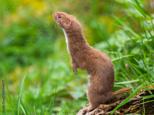 Weasel or Least weasel (mustela nivalis)