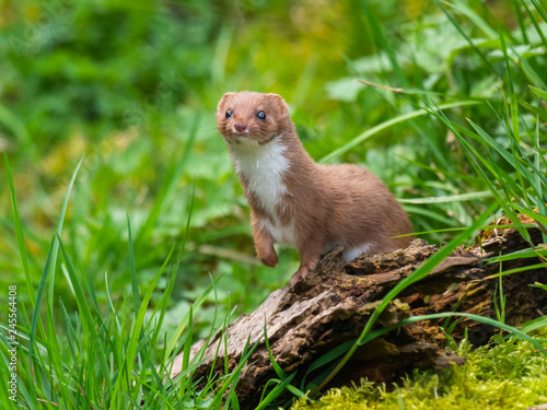 Cuadro en lienzo Weasel or Least weasel (mustela nivalis)