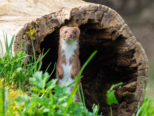 Tableau sur toile Weasel or Least weasel (mustela nivalis)