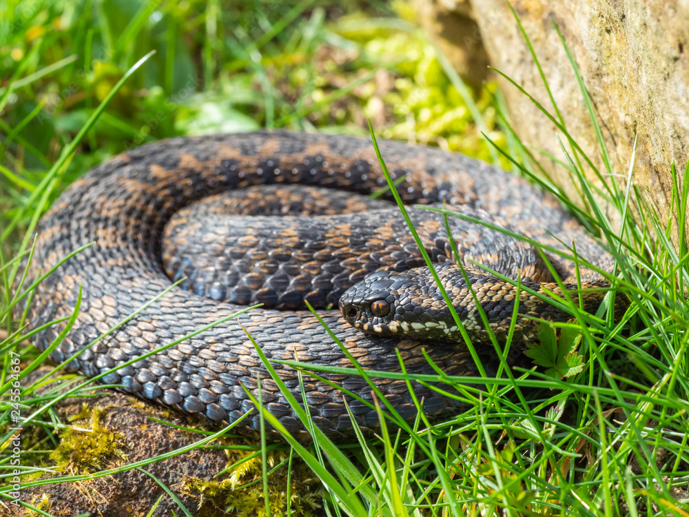 Obraz premium Vipera berus, the common European adder or common European viper,