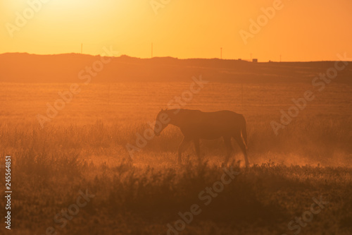 Wild Horse Silhouetted in a Utah Desert Sunset