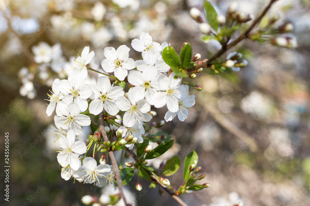 Spring flowers on blooming branch of cherry tree close up, macro, bokeh background Spring flowers on blooming branch of cherry tree close up, macro, bokeh background
