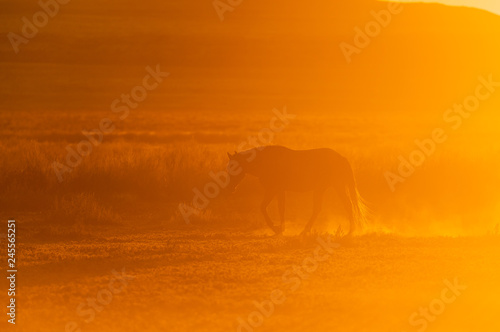 Wild Horse Silhouetted in a Utah Desert Sunset