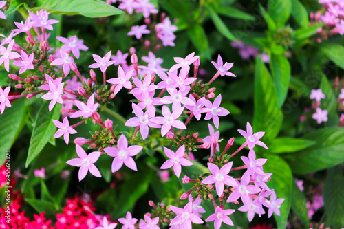 Pink flowers in the garden background blur.