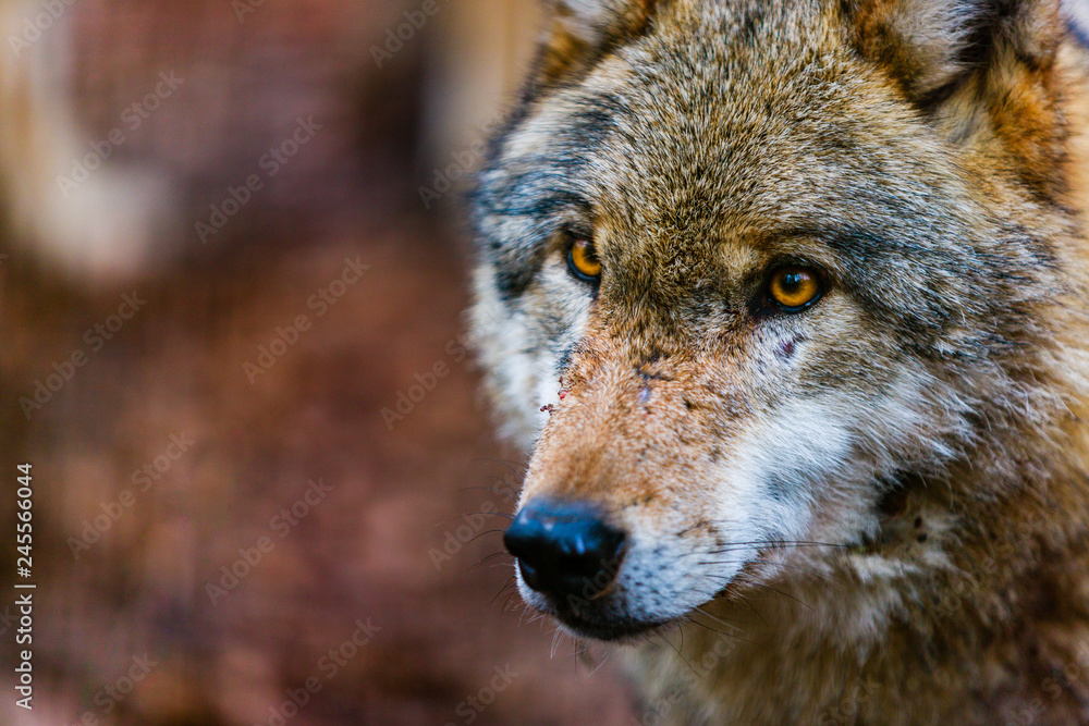 Fototapeta premium Wolf's Eyes