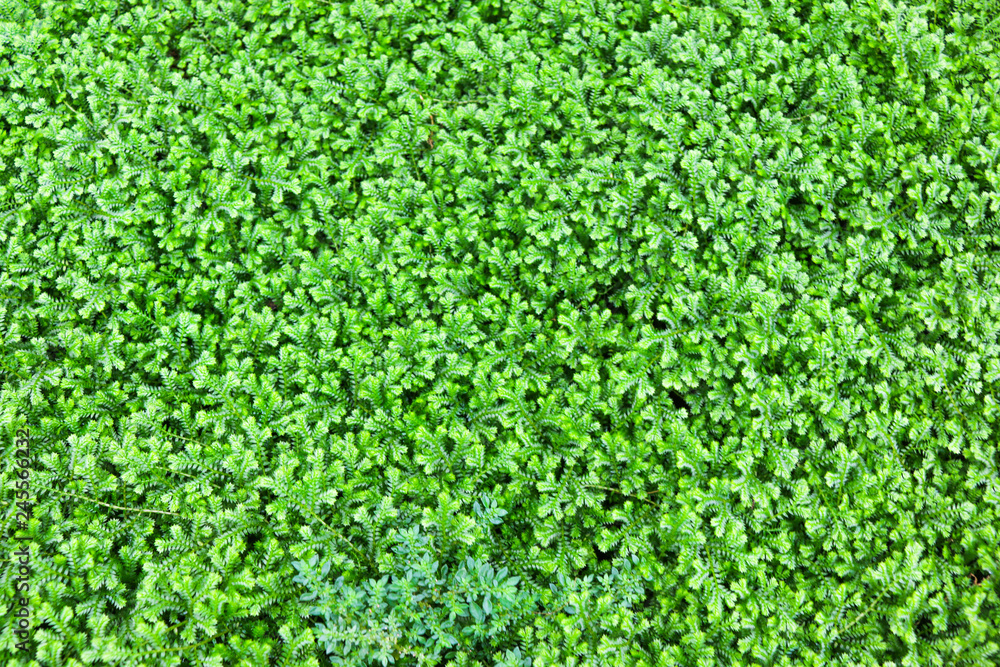 closed up of Spike Moss in forest closed up of Spike Moss in forest