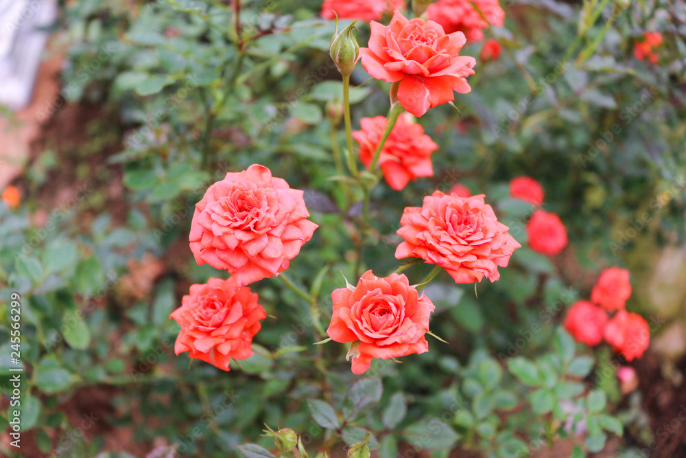 Blooming rose pink flower on blurred background Blooming rose pink flower on blurred background