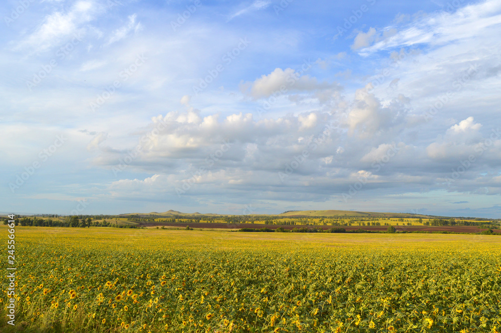 Obraz premium sunflowers field