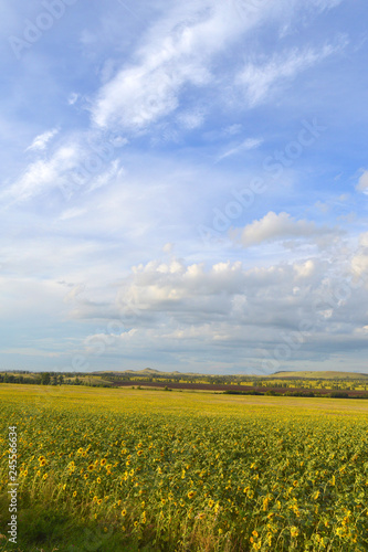 sunflowers field