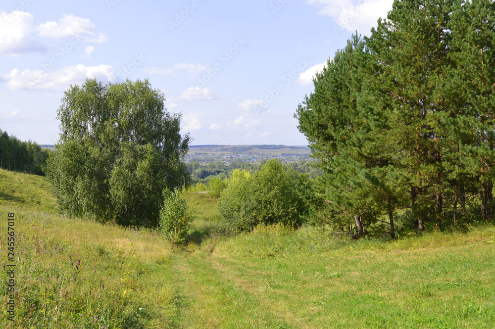 Summer landscape