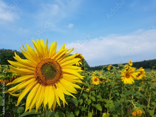 Sonnenblume