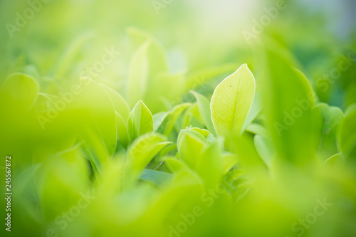 Close up beautiful view of nature green leaves on blurred greenery tree background with sunlight in public garden park. It is landscape ecology and copy space for wallpaper and backdrop.