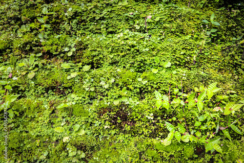 closed up of green Moss in forest