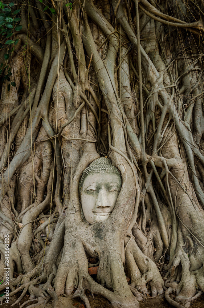 Tree root grow cover ancient buddha statue at Mahatat Temple, Ayuttaya, Thailand.