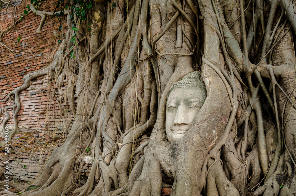 Tree root grow cover ancient buddha statue at Mahatat Temple, Ayuttaya, Thailand. Tree root grow cover ancient buddha statue at Mahatat Temple, Ayuttaya, Thailand.